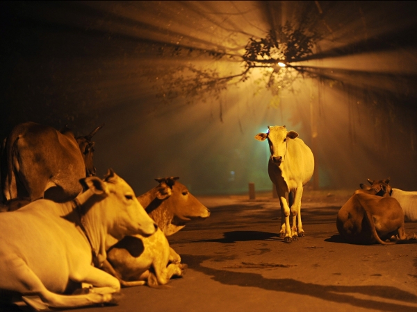 Корова в Индии ассоциируется с матерью и разными формами Бога, олицетворяет изобилие, чистоту, святость и является символом бескорыстного жертвования